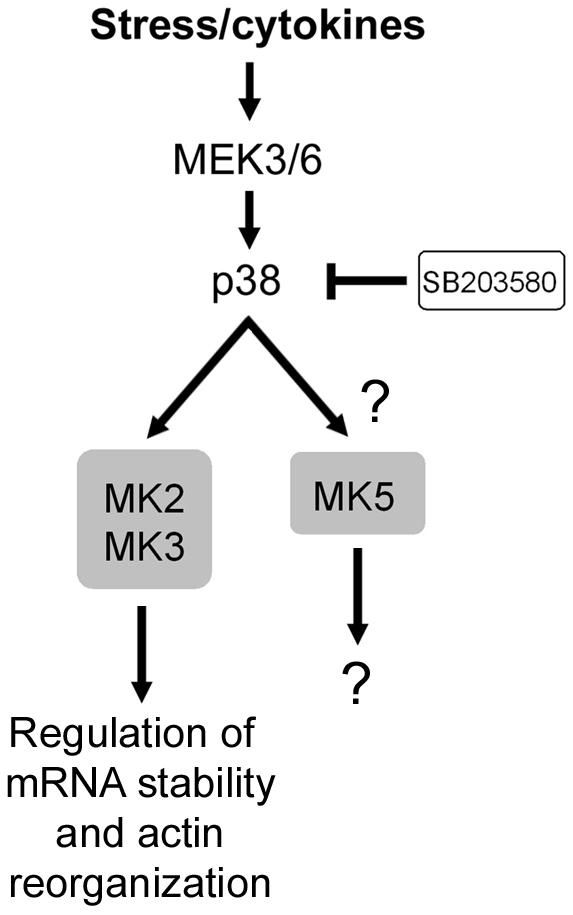 Specificity of receptor tyrosine kinase signaling: transient versus sustained extracellular signal-regulated kinase activation