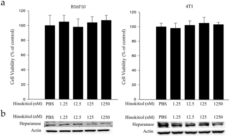 Hinokitiol reduces tumor metastasis by inhibiting heparanase via extracellular signal-regulated kinase and protein kinase B pathway.